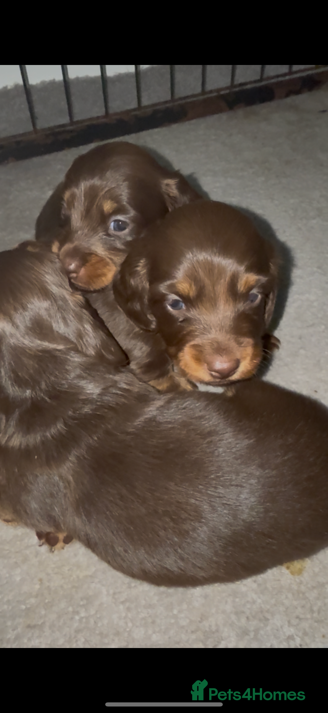 Miniature Dachshund dogs for sale: Long haired Miniature Dachshund - Image 3