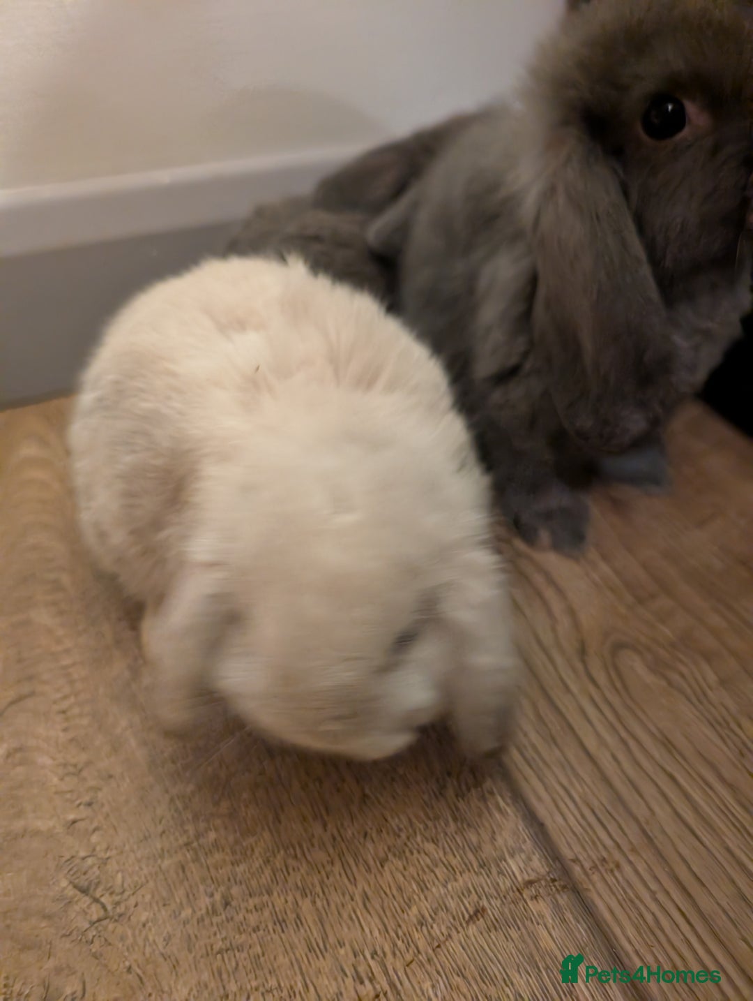 Mini Lop rabbits for sale: Mini Lops £70  - Advert 5