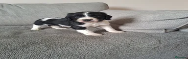Sprocker 2