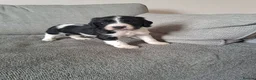 Sprocker dogs for sale: beautiful F1 Sprocker puppies  - Advert 10