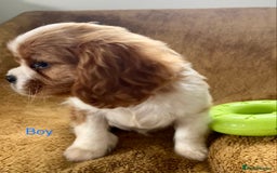 Cavalier King Charles Spaniel dogs for sale: Gorgeous Cavalier King Charles Spaniel Puppies - Image 6