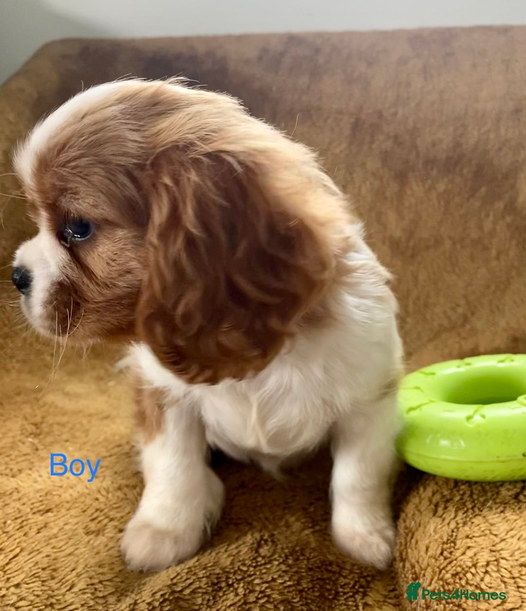 Cavalier King Charles Spaniel dogs for sale: Gorgeous Cavalier King Charles Spaniel Puppies - Image 6