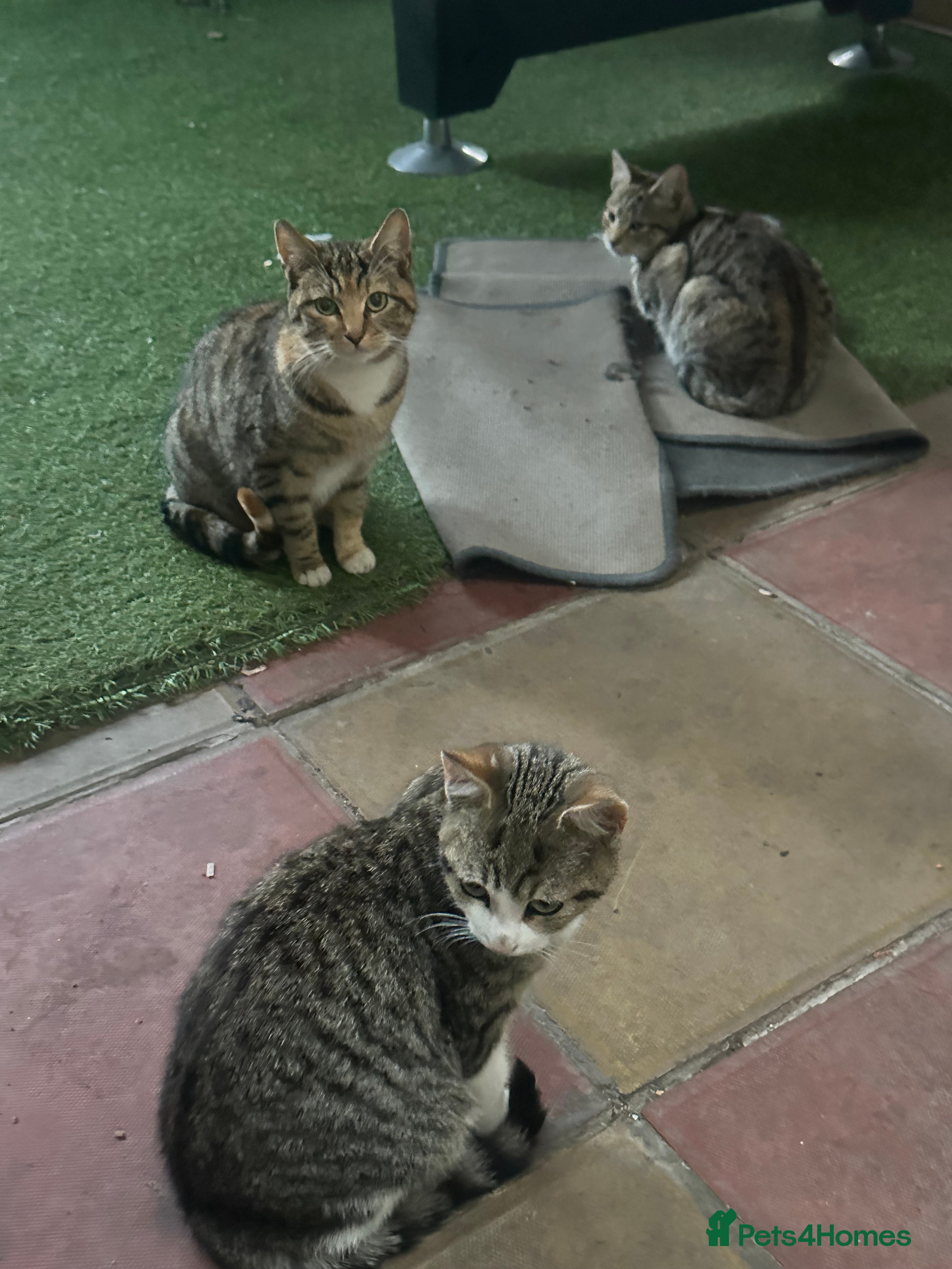 Domestic Shorthair cats for sale: Domestic shorthair kittens - Advert 3