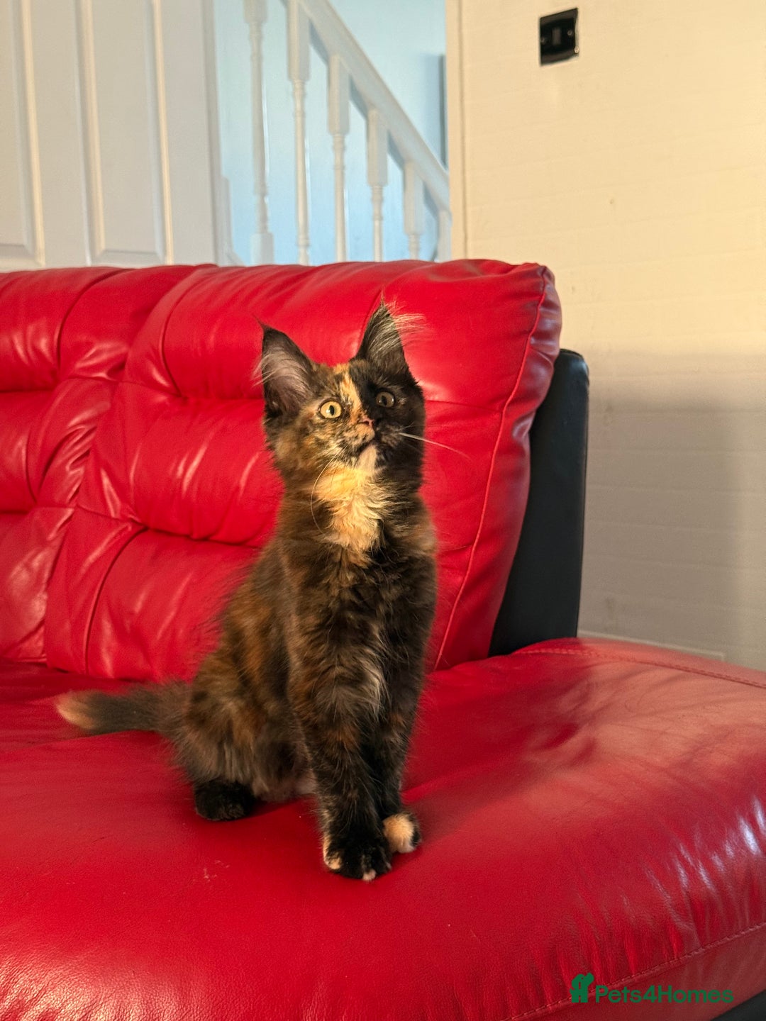 Maine Coon cats for sale: 2 GIRLS LEFT Purebred Maine Coon Kittens Blackburn - Image 12