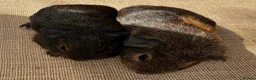 Guinea Pig rodents for sale: Pair of “pet” brothers  - Advert 8