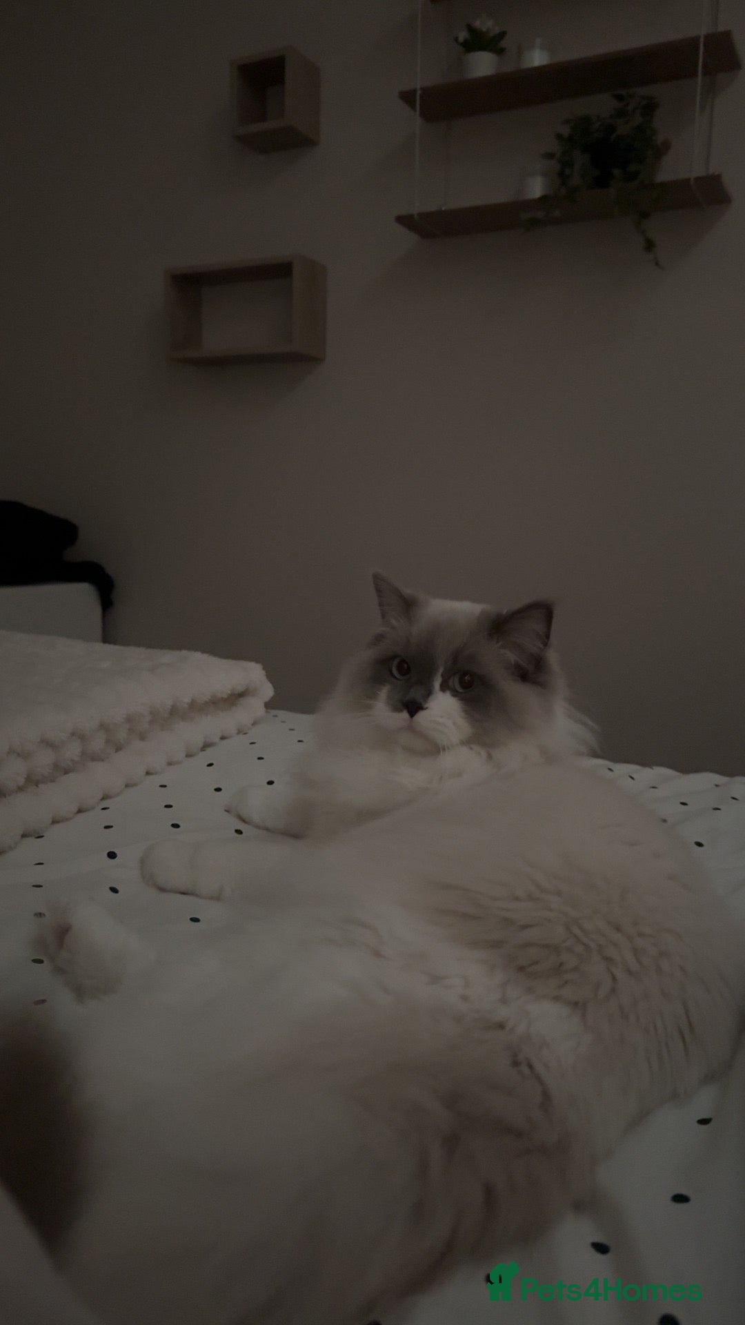 Ragdoll cats 9 month old ragdoll - Advert 1