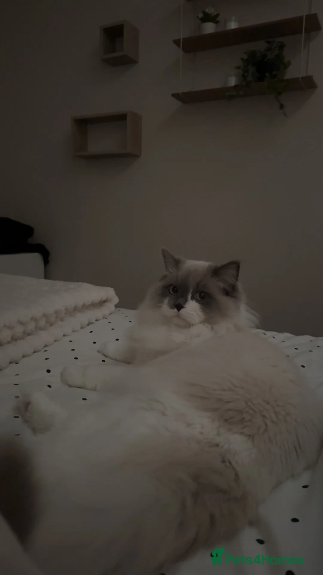 Ragdoll cats for sale: 9 month old ragdoll - Advert 1