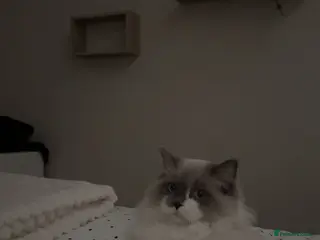 Ragdoll cats 9 month old ragdoll - Advert 5