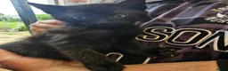 Mixed Breed cats for sale: KITTEN FOR SALE ONLY 1 GIRL LEFT - Advert 5