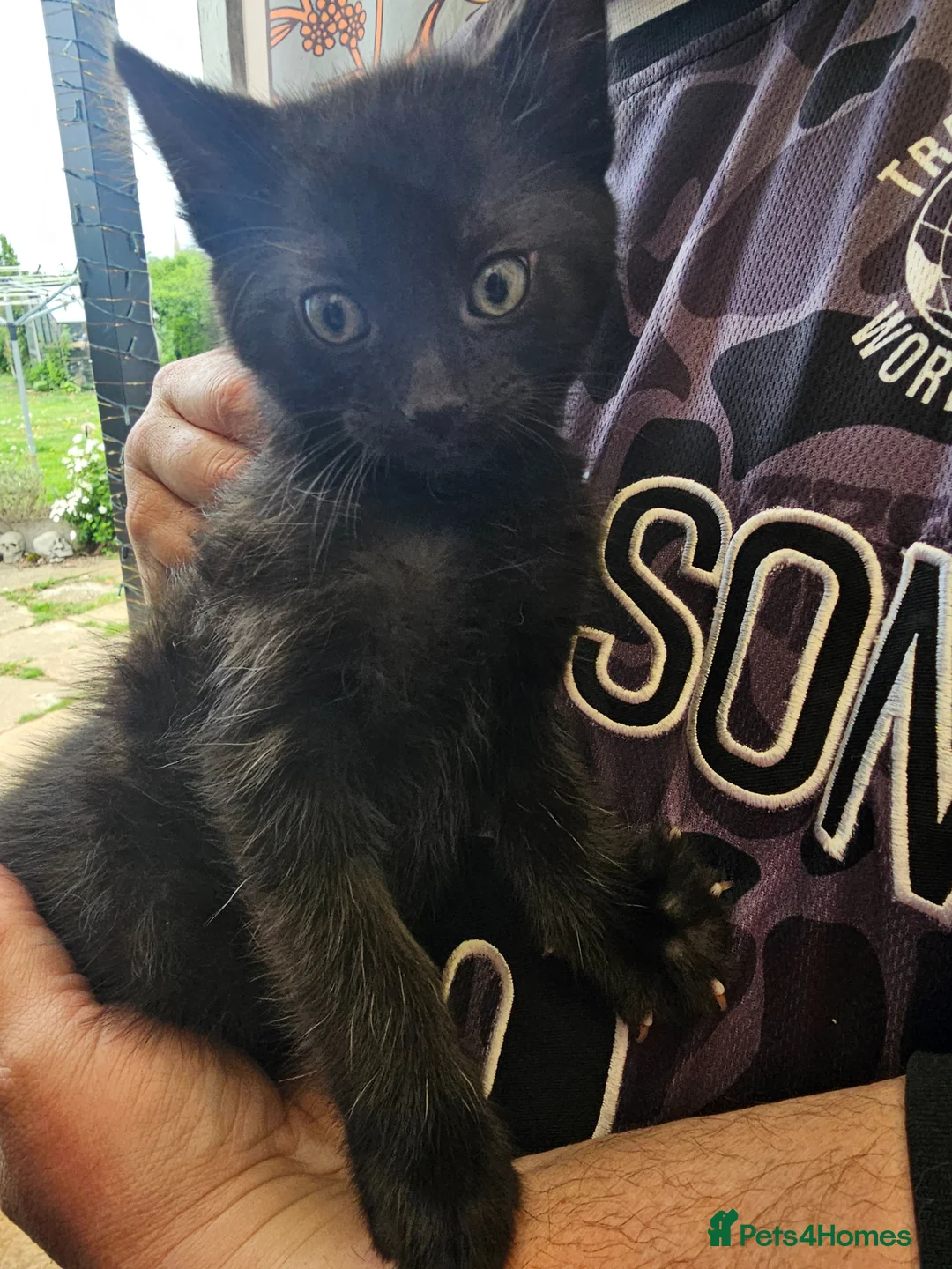 Mixed Breed cats for sale: KITTEN FOR SALE ONLY 1 GIRL LEFT - Advert 5