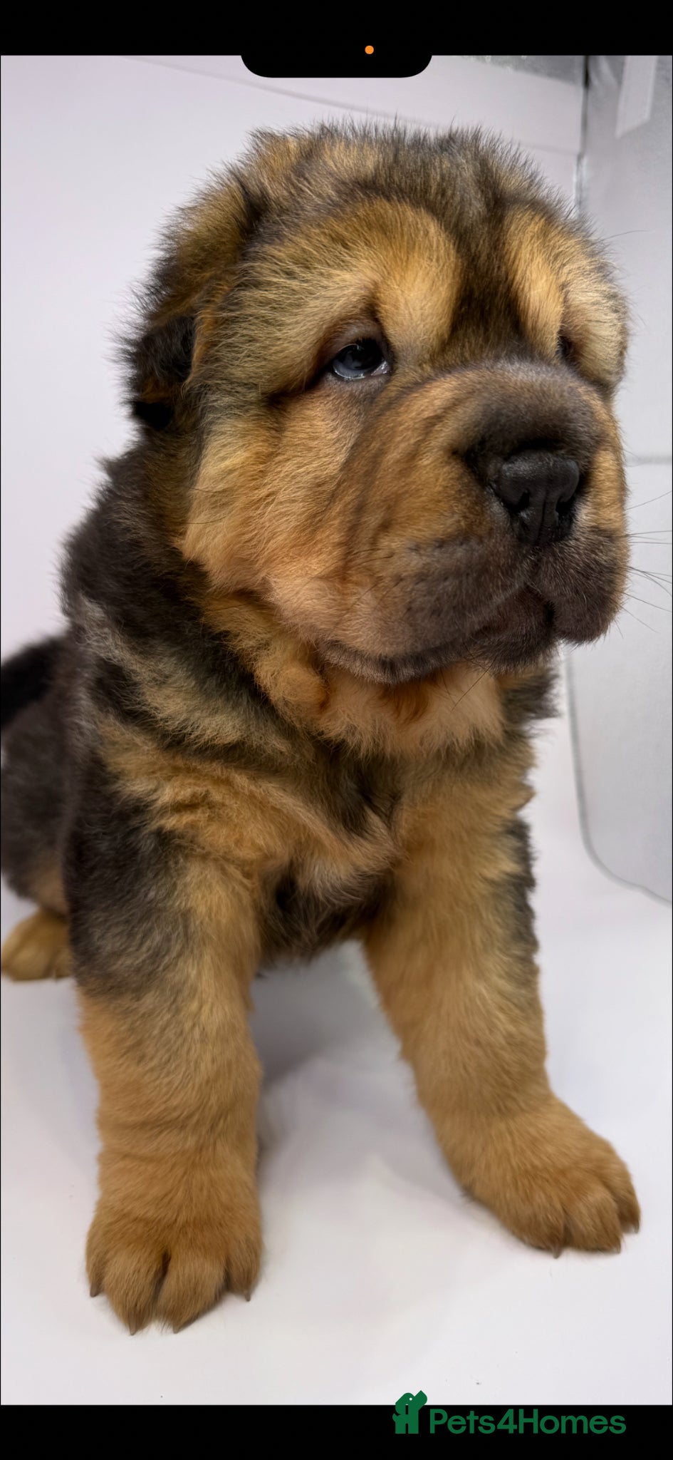 Shar Pei dogs for sale: Bear Coat Shar Pei KC Registered  - Advert 16