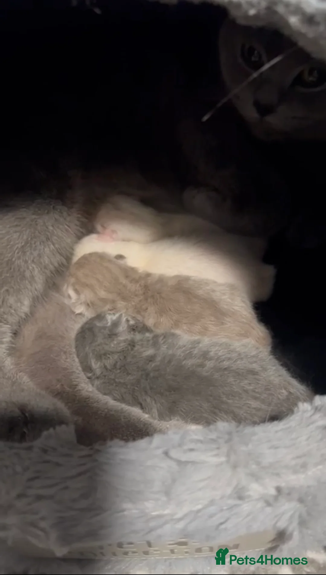 British Shorthair cats for stud: 🐈‍⬛ GIZZY THE STUD 🐈‍⬛ GCCF AND TICA REGISTERED  in Solihull - Advert 14