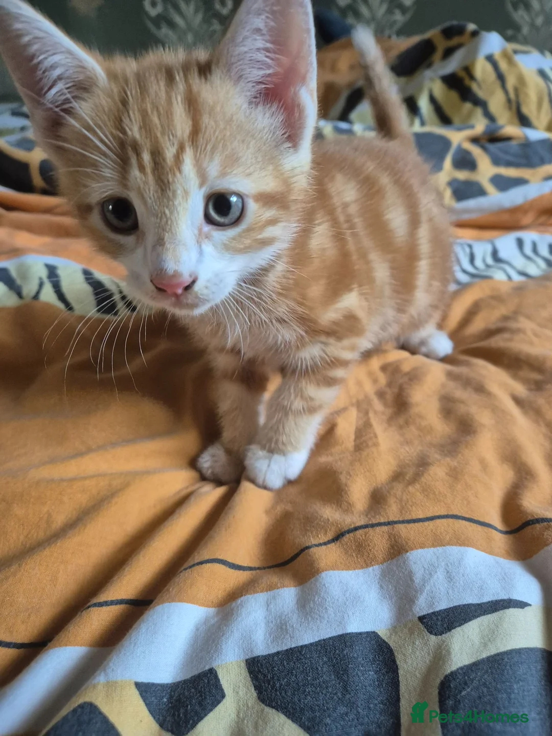 Domestic Shorthair cats for sale: Kittens ready for their forever home - Advert 2