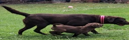Labrador Retriever dogs for sale: Fantastic labrador pups  - Advert 19