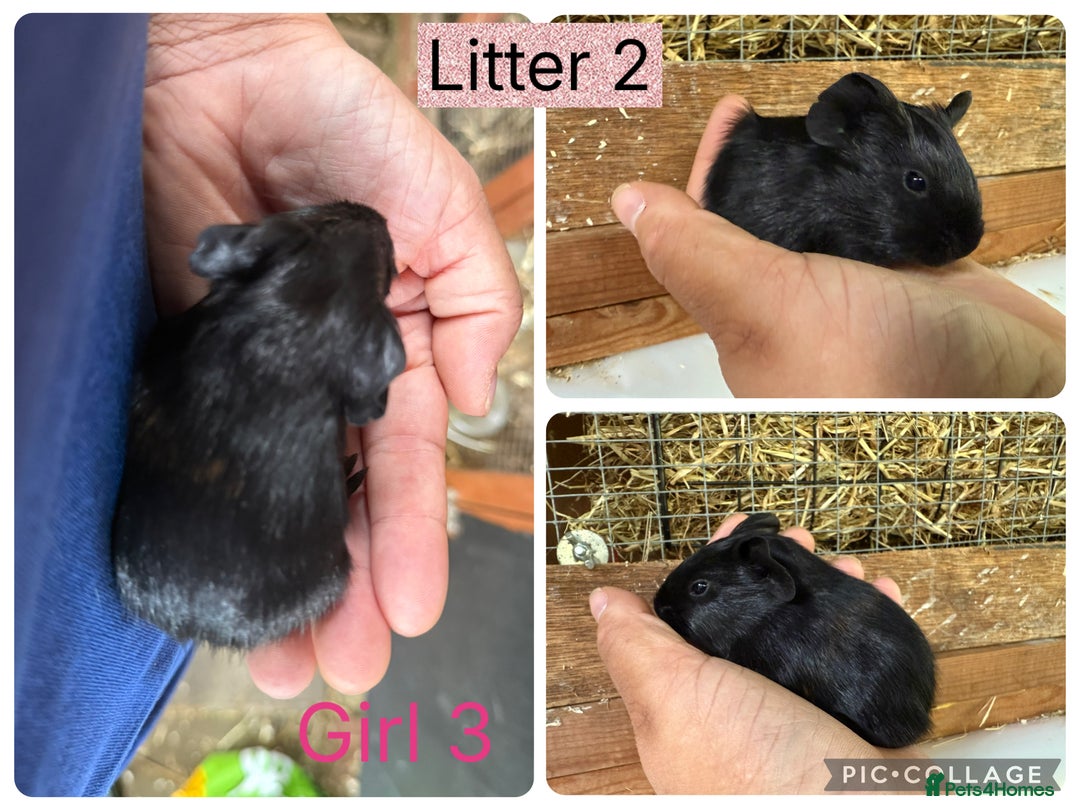 Guinea Pig rodents for sale: Beautiful baby guinea pigs  - Image 11