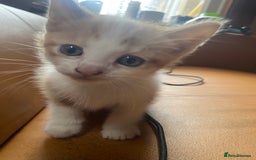 Domestic Shorthair cats for sale: Dog friendly!  - Image 7