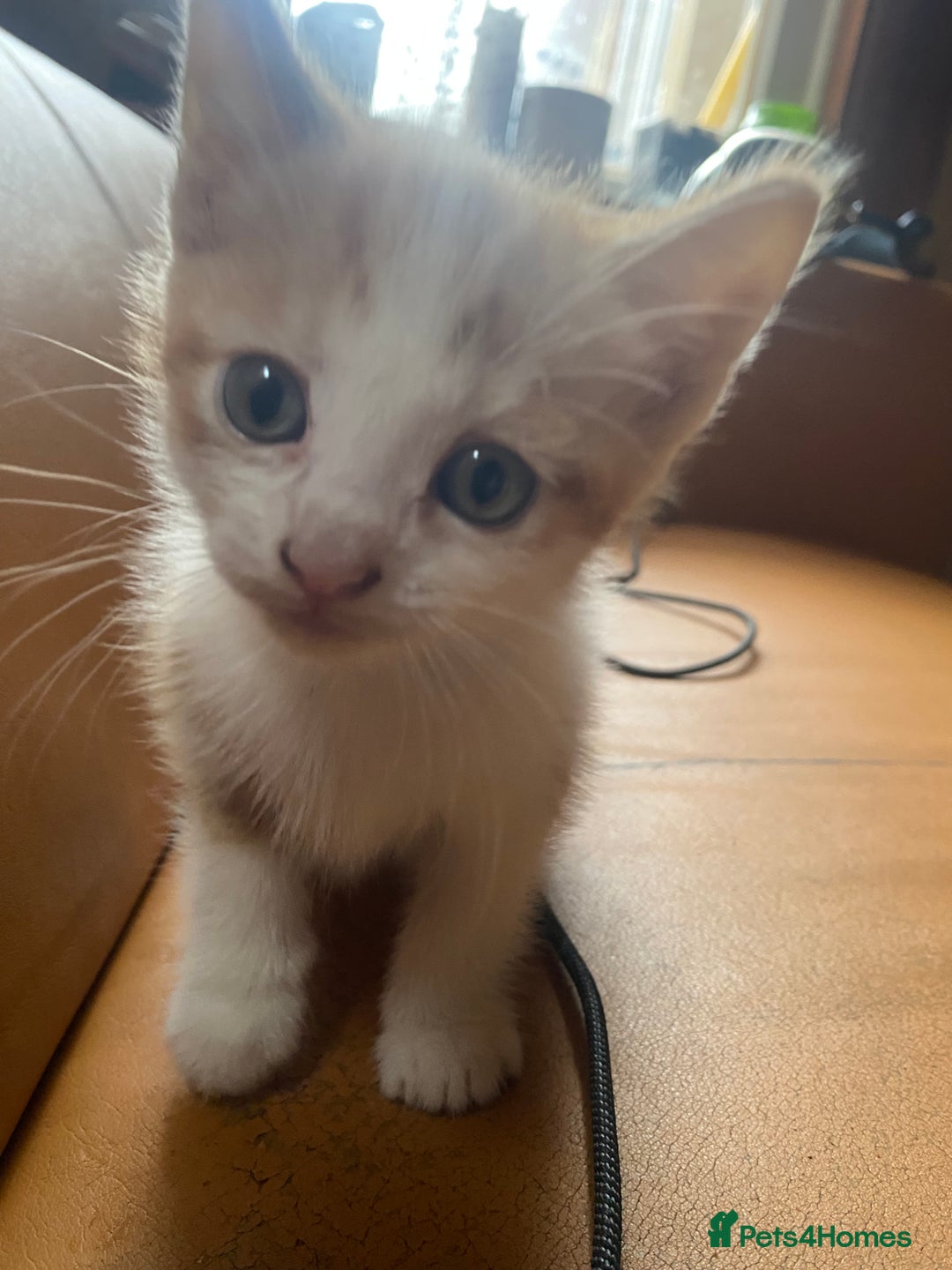 Domestic Shorthair cats for sale: Dog friendly!  - Image 7