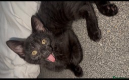 British Shorthair cats for sale: 2 Kittens for sale - Image 1