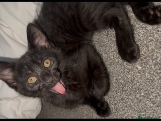 British Shorthair cats - Advert 11