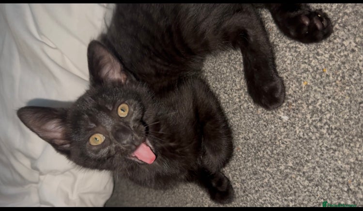 British Shorthair cats 2 Kittens for sale - Advert 14