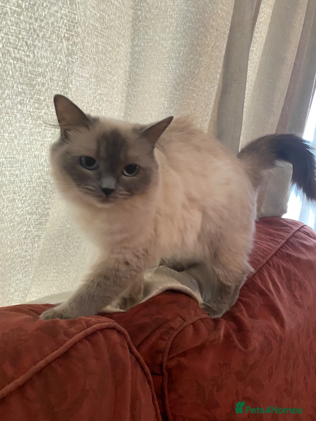 Ragdoll cats for sale: beautiful gentle girl - Advert 2