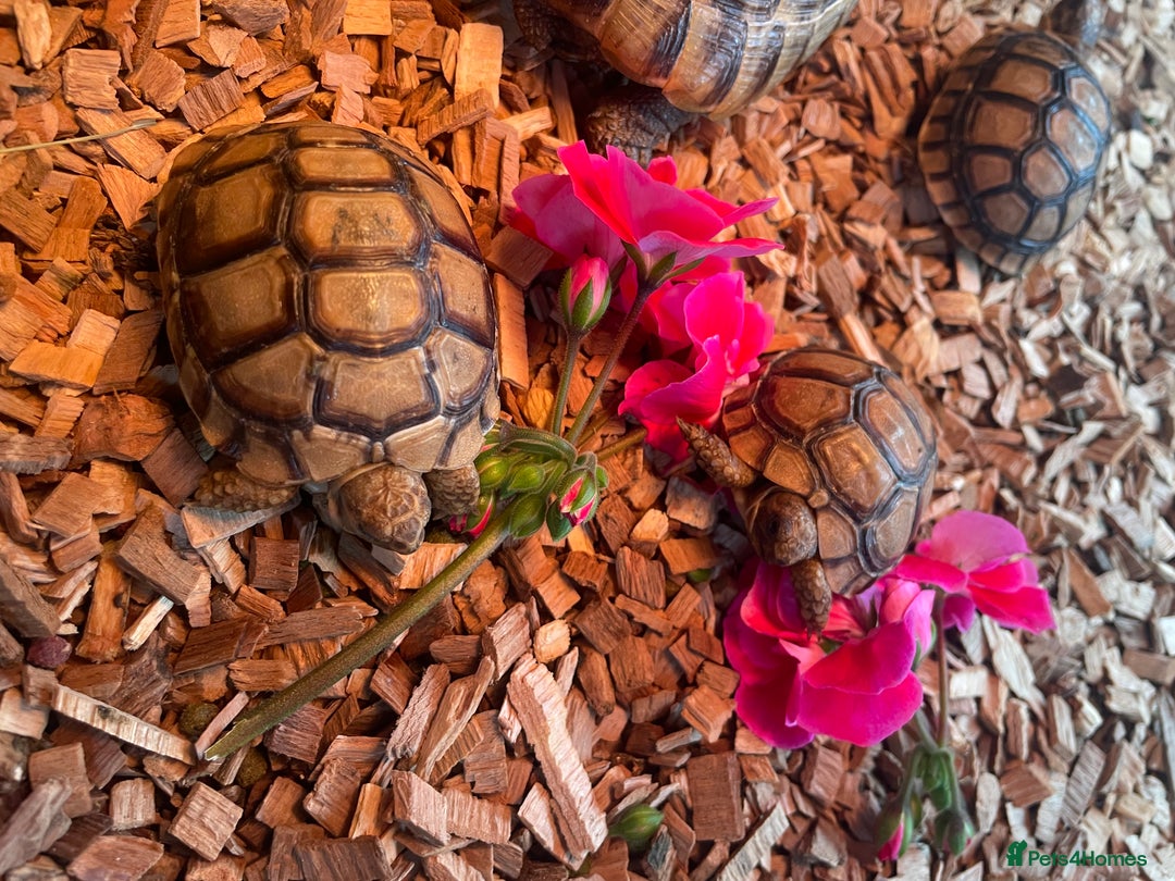 Tortoise reptiles for sale: Greek baby tortoises  in London - Image 2