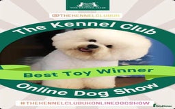 Bichon Frise dogs for sale: KC Bichon Frise puppies in Northampton - Image 12