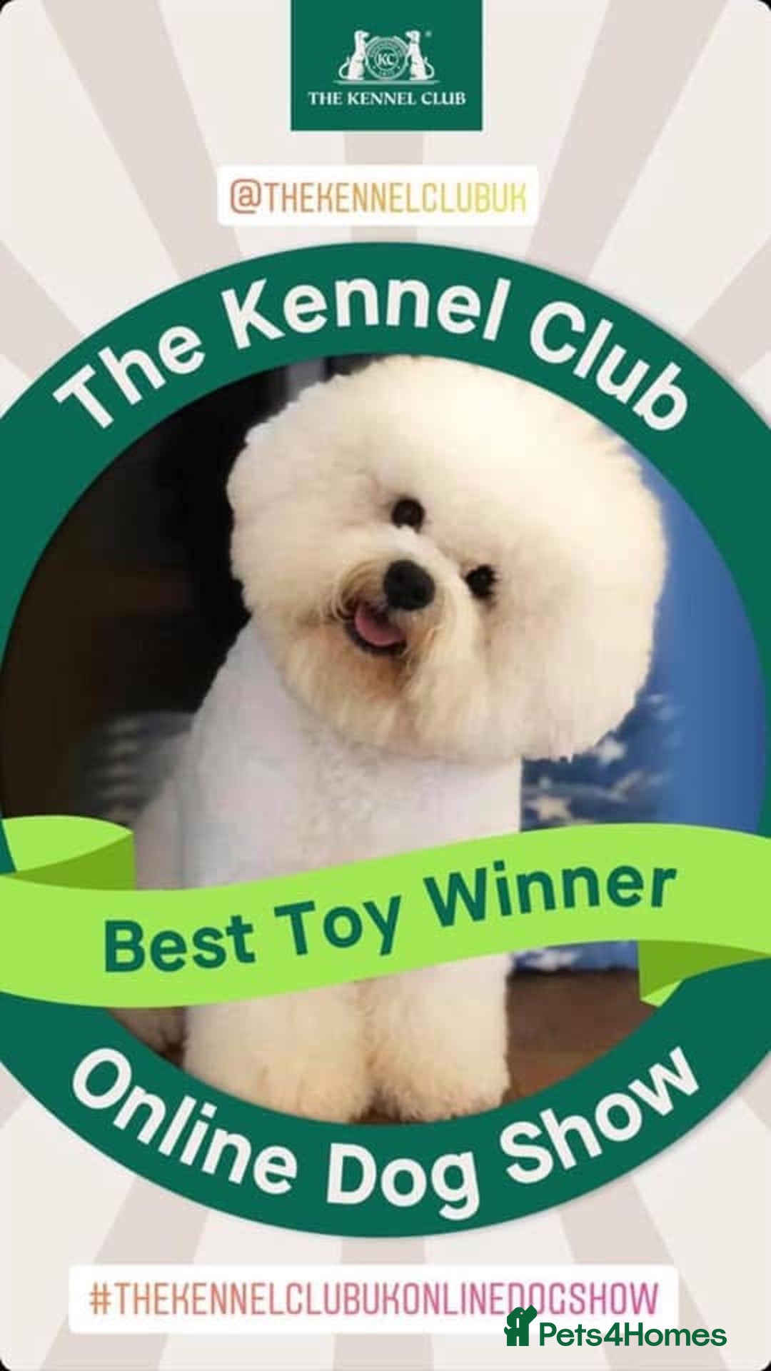 Bichon Frise dogs for sale: KC Bichon Frise puppies in Northampton - Image 12