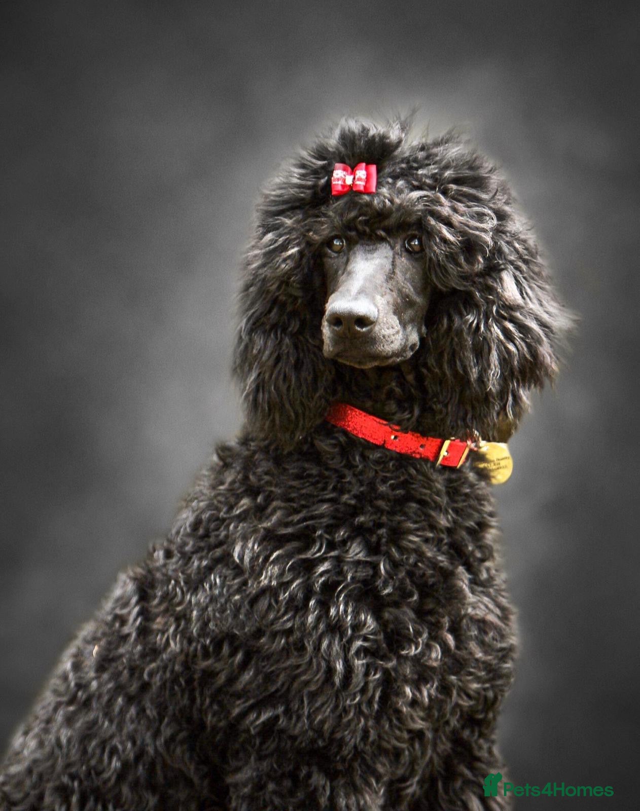 Bernedoodle dogs Quality licensed F1 Bernedoodles health tested - Advert 2