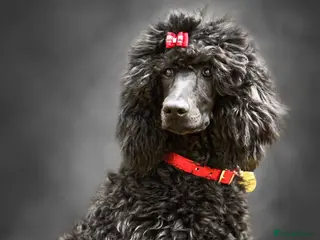 Bernedoodle dogs Quality licensed F1 Bernedoodles health tested - Advert 2