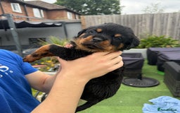 Rottweiler dogs for sale: Rottweiler puppies  - Image 17