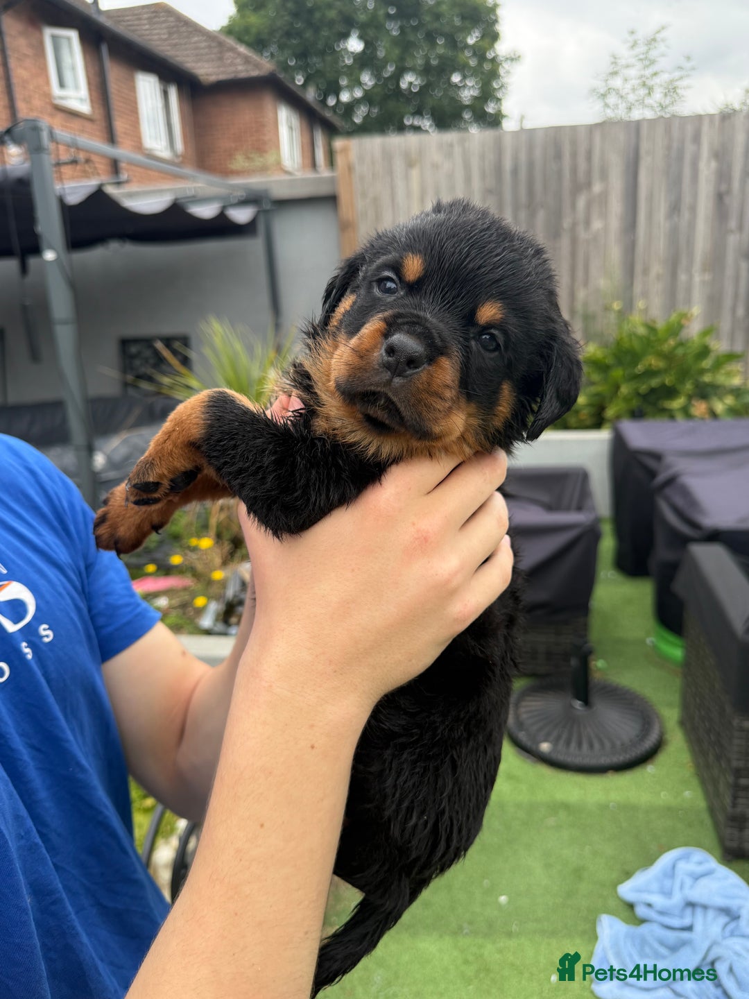 Rottweiler dogs for sale: Rottweiler puppies  - Image 17