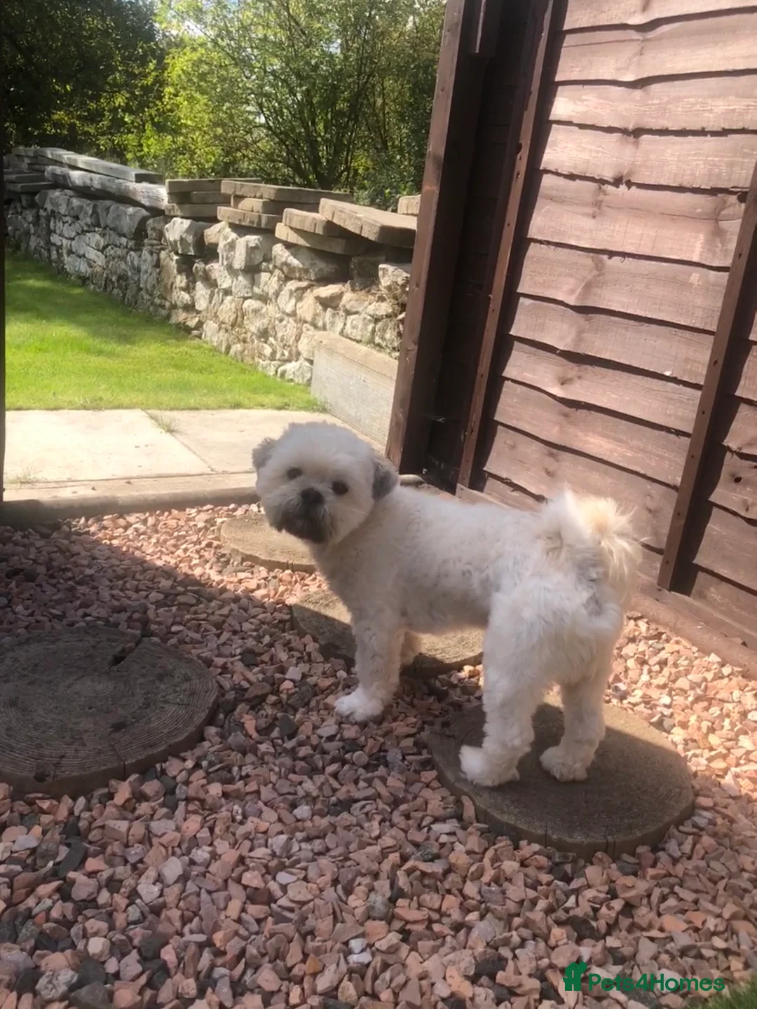 Lhasa Apso dogs for stud: Milo  in Alloa - Advert 3