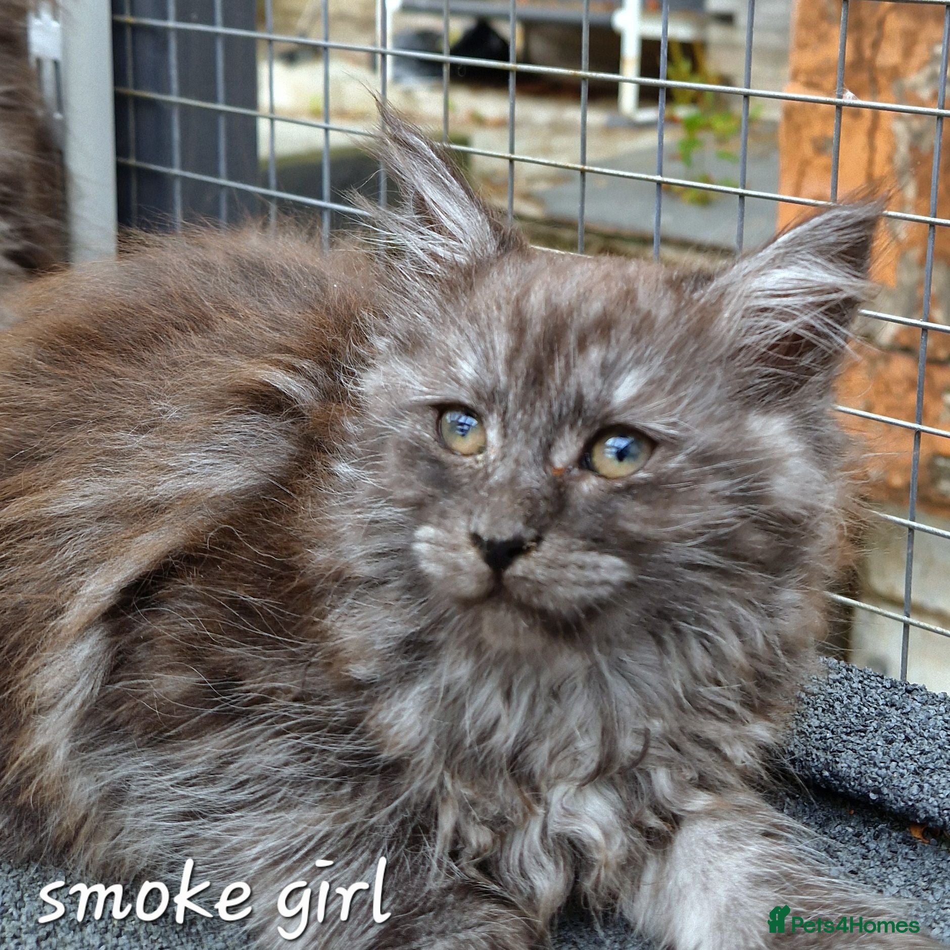 Maine Coon cats Pedigree - smoke russian line mainecoons - Advert 1