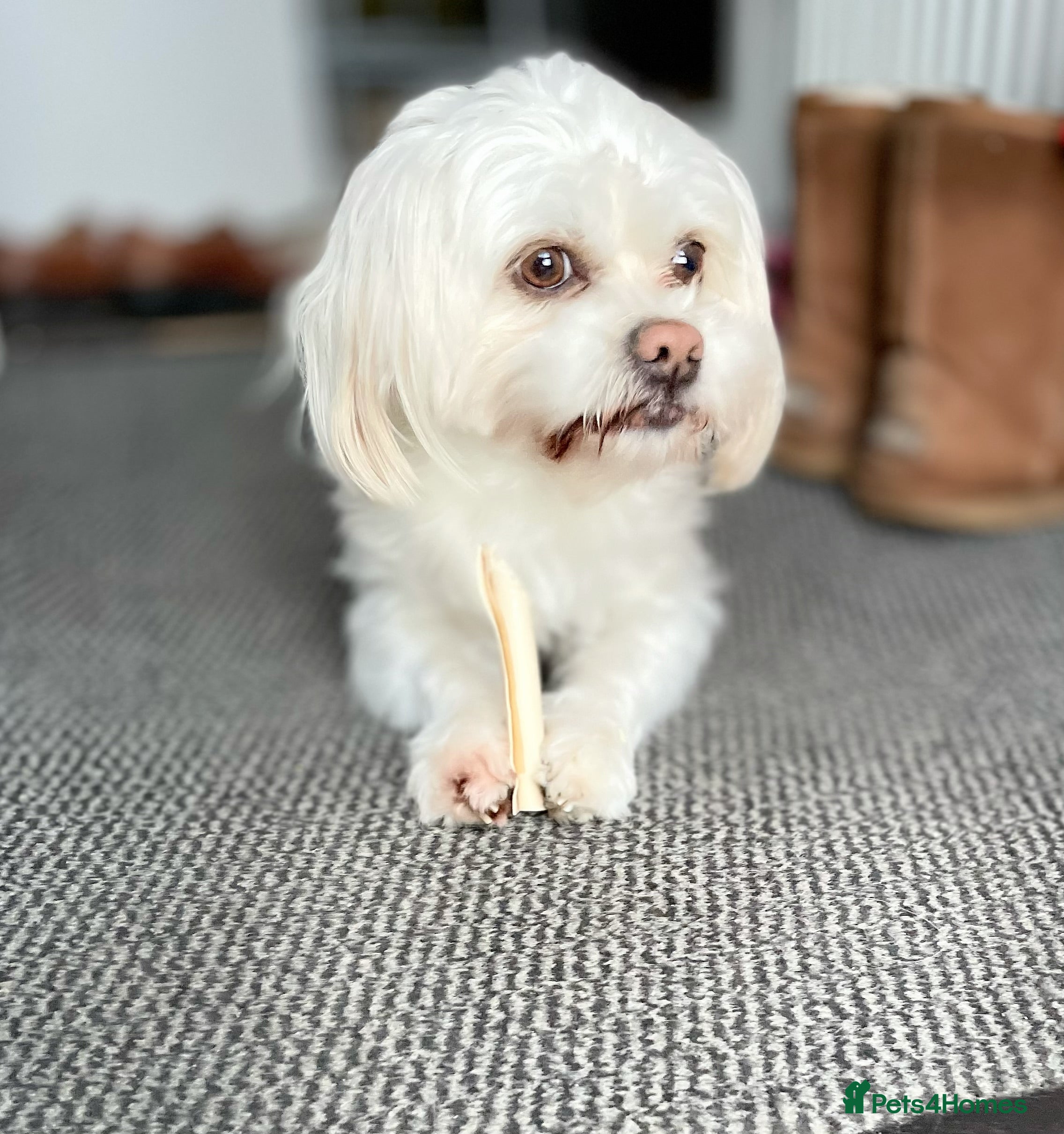 Maltese dogs Already proven Maltese for stud in Kelso - Advert 2