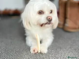 Maltese dogs Already proven Maltese for stud in Kelso - Advert 7