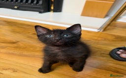 Mixed Breed cats for sale: 2 Tabby boy  - Image 11