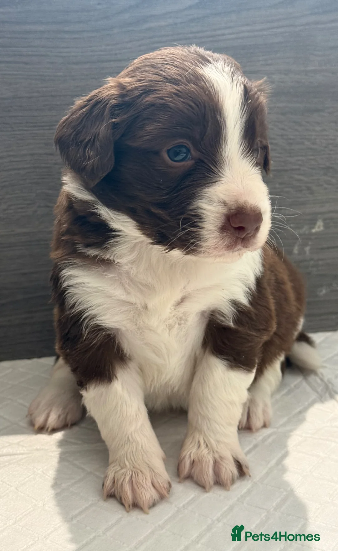 Sprollie dogs for sale: Fantastic Border Collie X Springer Spaniel Puppies - Advert 1