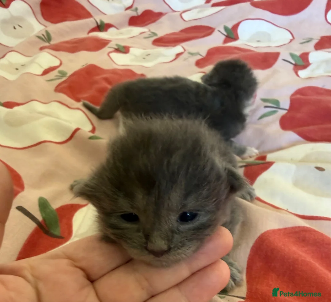 Mixed Breed cats for sale: Ragcoon Kittens - Advert 8