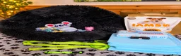 Toy Poodle dogs for sale: Toy Poodle  - Advert 2