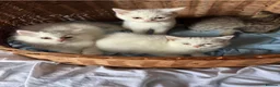 British Shorthair cats for sale: Beautiful Pedigree British Shorthair Kittens in Rochester - Advert 8