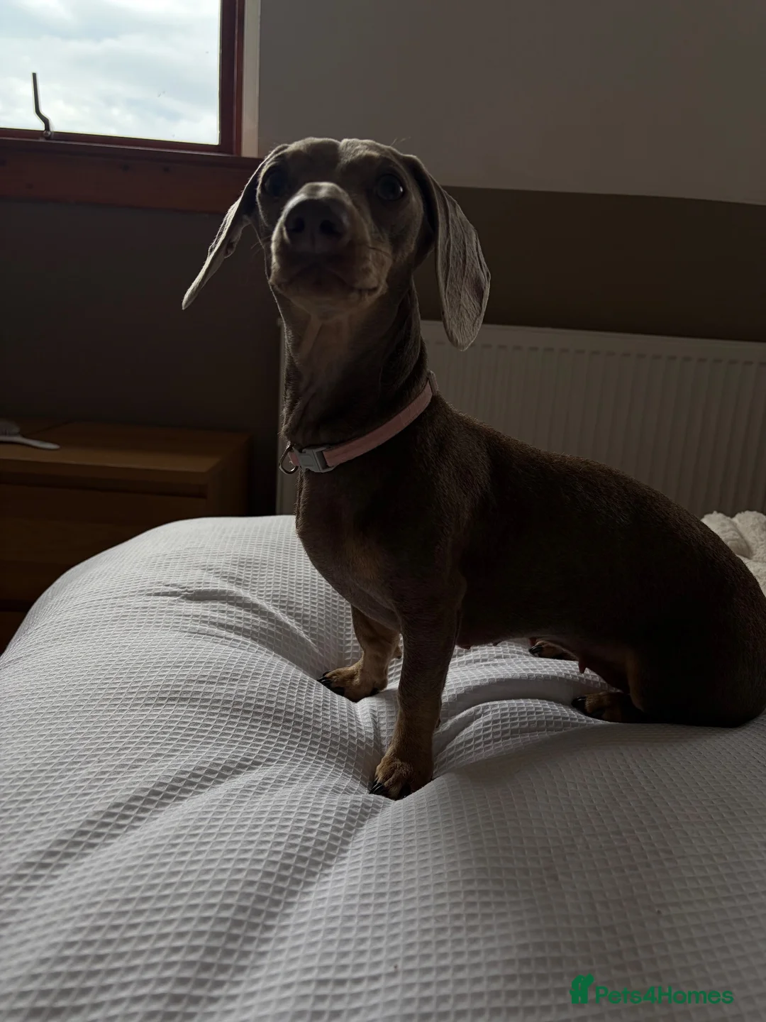 Miniature Dachshund dogs for sale: Miniature Dachshund  - Advert 2