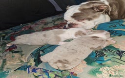 Olde English Bulldogge dogs for sale: Old english bulldog male ready 26th october - Image 6