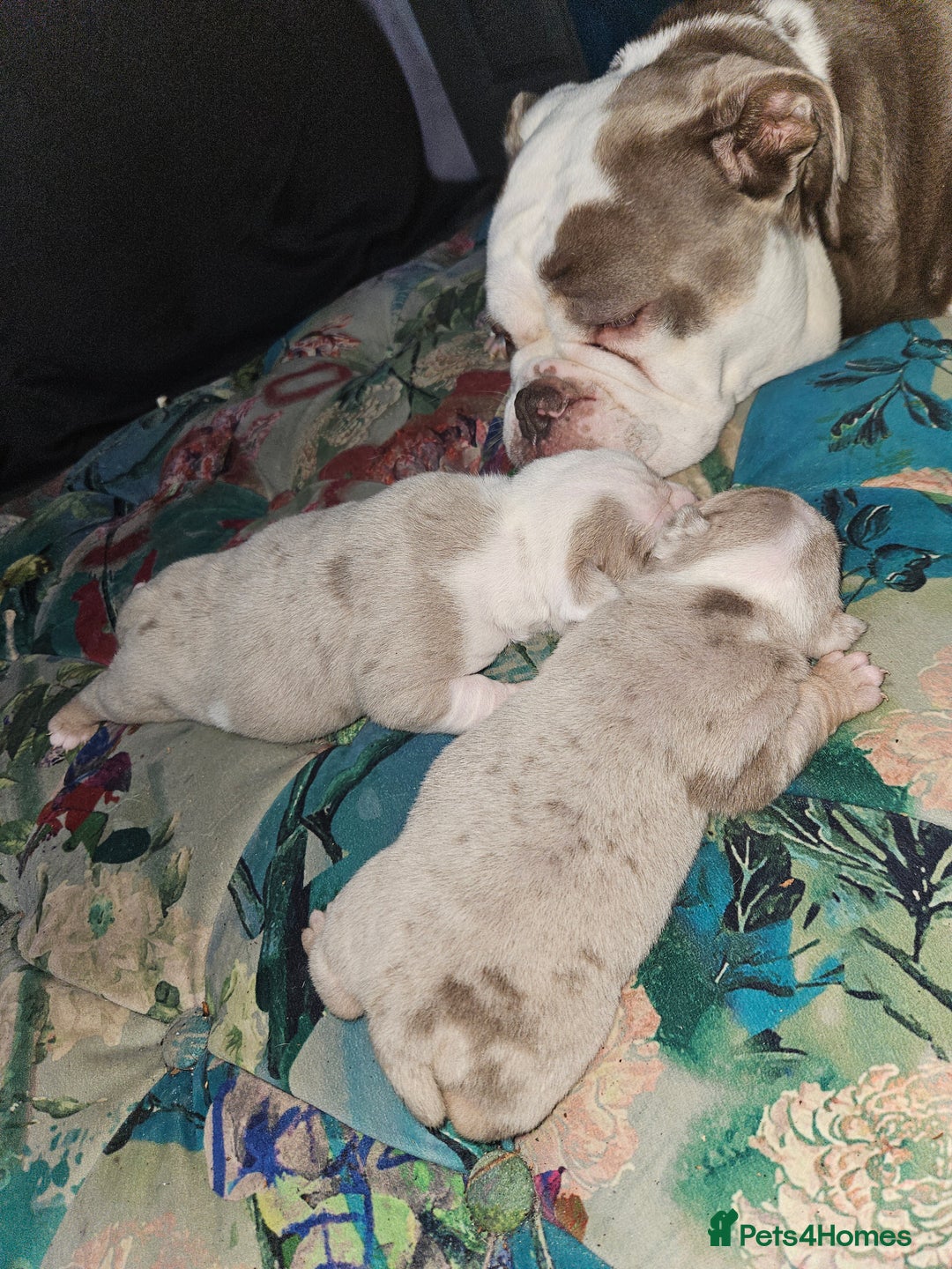 Olde English Bulldogge dogs for sale: Old english bulldog male ready 26th october - Image 6