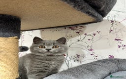 British Shorthair cats for sale: 4 Gorgeous British Blue Kittens  - Image 18