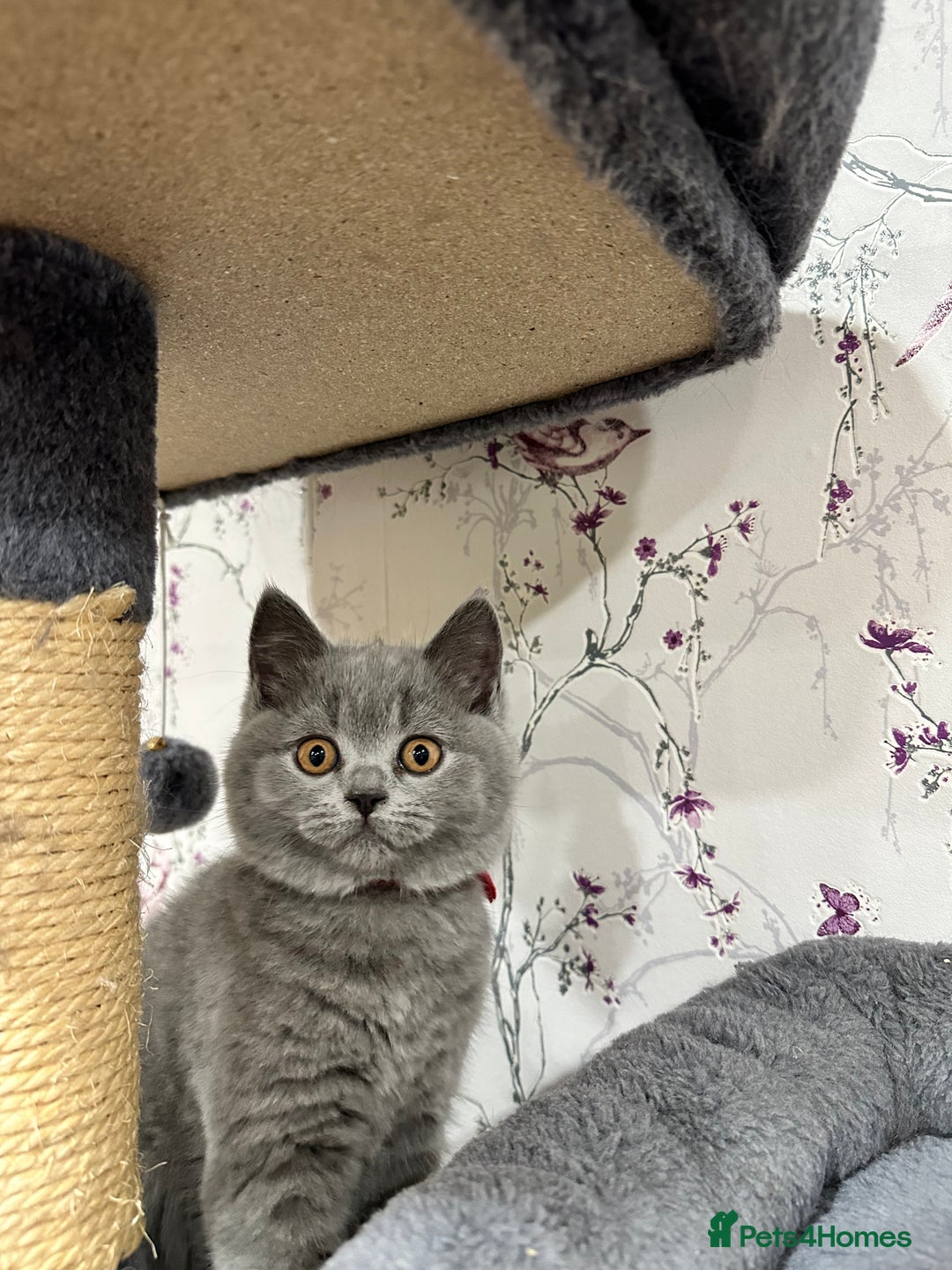 British Shorthair cats for sale: 4 Gorgeous British Blue Kittens  - Image 18