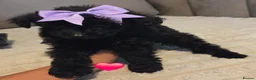 Pomapoo dogs for sale: Beautiful pomapoos - Advert 29