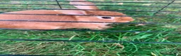 Rex rabbits for sale: Brown and white rabbit in Rotherham - Advert 1