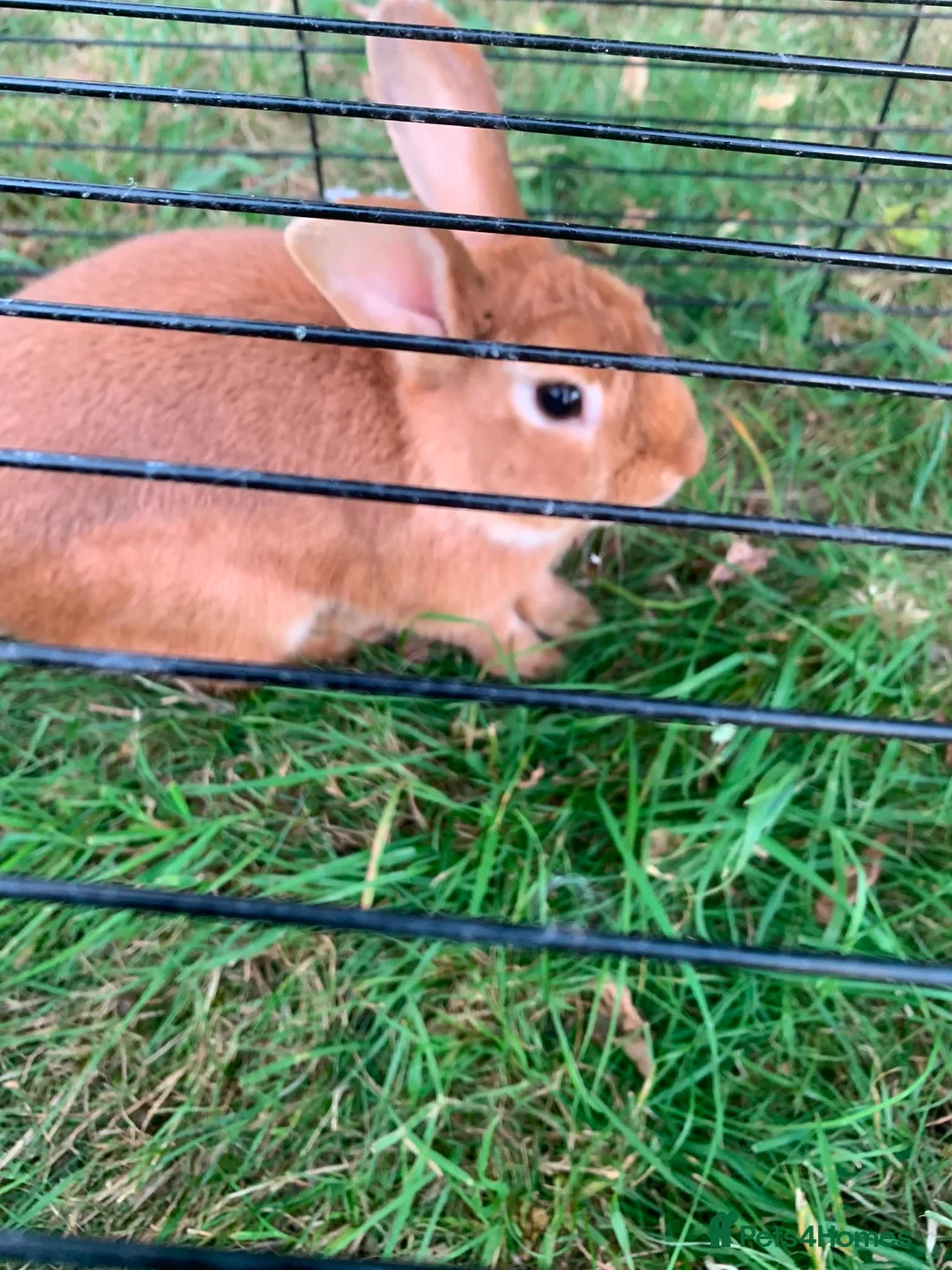 Rex rabbits for sale: Brown and white rabbit in Rotherham - Advert 1