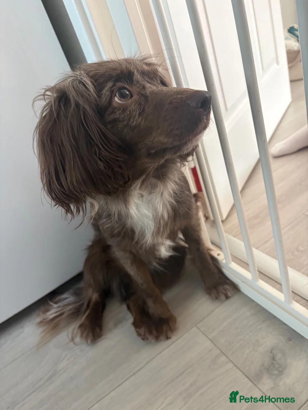 Cocker Spaniel dogs for sale: Dog for rehoming - Advert 2